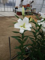 [5204 Ubinas VH No02.JPG]